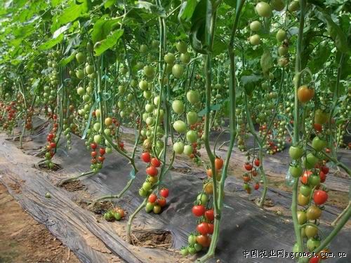 839长茄子种子