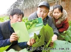 绿丰89西葫芦种植技术