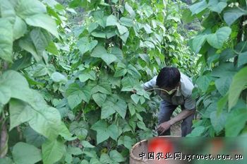 长寿仁豌豆市场下载