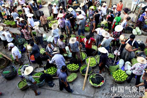 甜栗南瓜种子一公斤价格北京