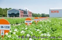 大青豆种植多少天开花