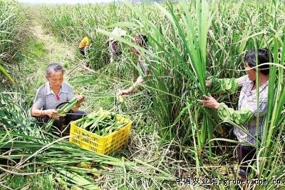 盐碱地水稻种植方法