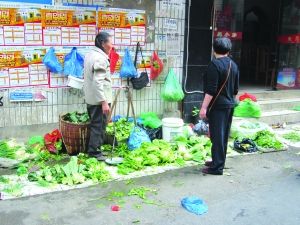 东风菜市场价格