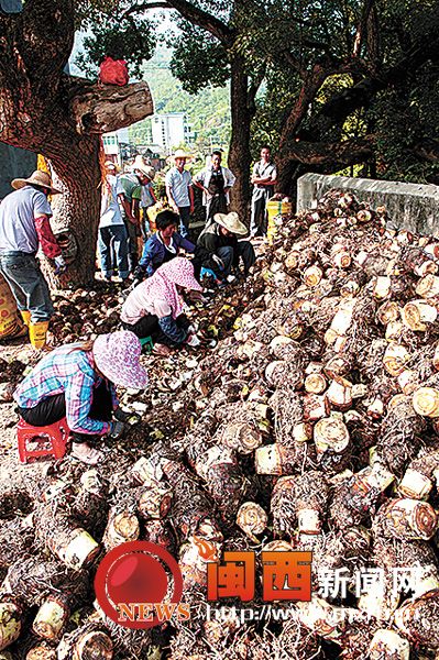 芋头种植多少钱一斤
