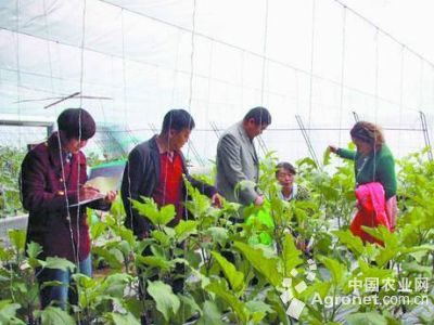 中豌6号豌豆施肥技术