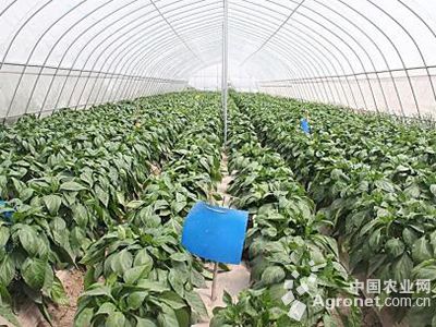 三青莴笋种植技术