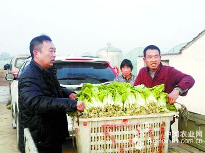 芹菜专用杀虫剂批发价格