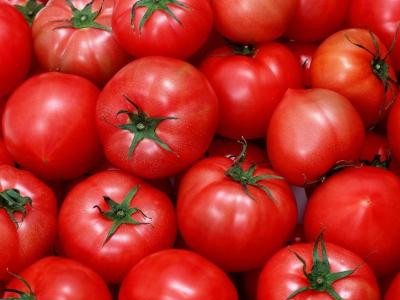 西红柿有多少品种