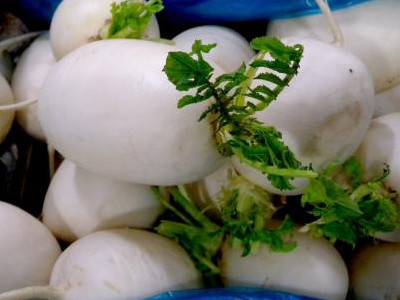黑土豆种子多少钱一斤