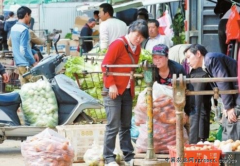 北京系列红薯种子