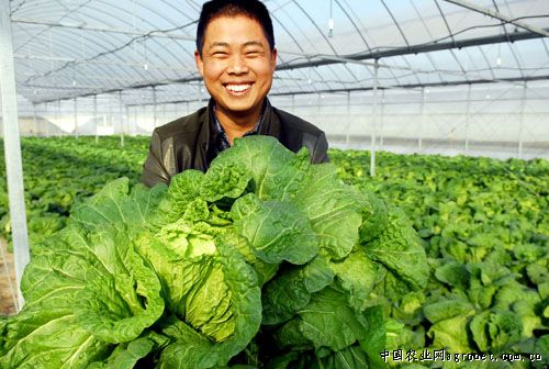 重庆：22万亩马铃薯喜获丰收