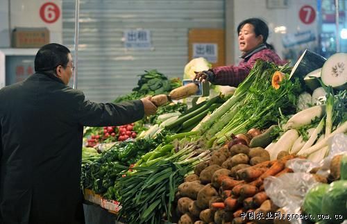 白菜种子价格