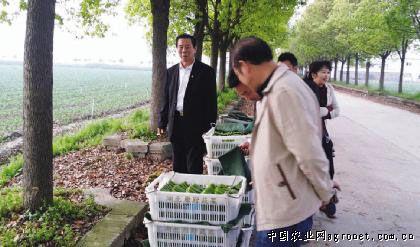 冀张薯228土豆种子