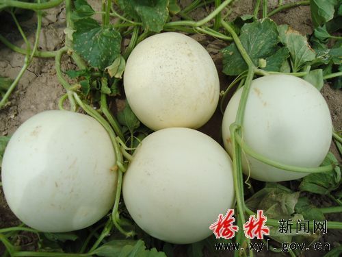 临武香芋施肥技术