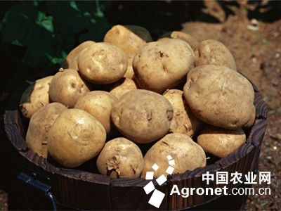 紫花白土豆育种技术