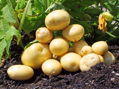 红薯的种植方法和时间