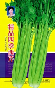 供应精品四季西芹—芹菜种子