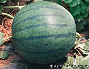 供应长城红峰—西瓜种子