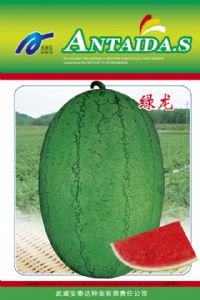 供应绿龙—西瓜种子