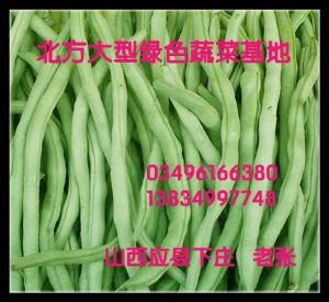 供应各种菜豆（架豆王、四季豆、地豆、白不老）