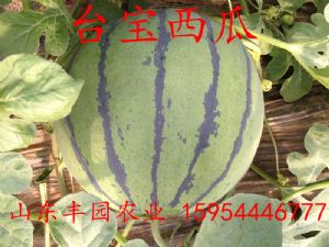 供应双星西瓜种子