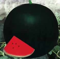 供应黑丽二号—西瓜种子