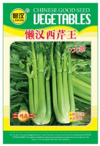 供应芹菜——大翠