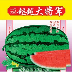 超越大将军F1-西瓜种子