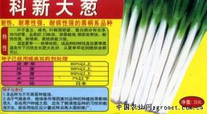 供应科新大葱—葱种子