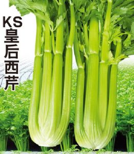 供应KS皇后西芹-芹菜种子