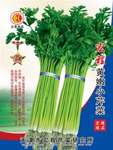 供应黄嫩小芹菜-芹菜种子