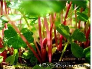 供应红干芹菜种子