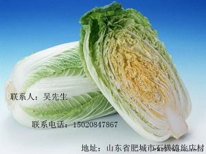 供应大量白菜