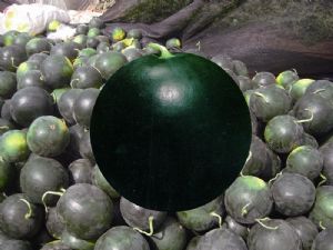 供应农富墨宝—西瓜种子