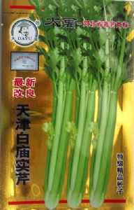 供应天津白庙实芹-芹菜种子