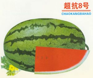 供应超抗8号——西瓜种子