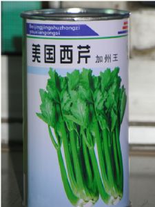 供应美国西芹加州王--芹菜种子