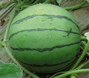 供应宝玉—西瓜种子