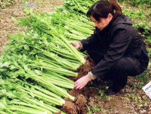 供应黄玉—芹菜种子