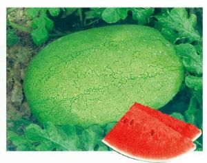 供应绿巨宝—西瓜种子