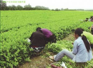 供应玉脆—芹菜种子