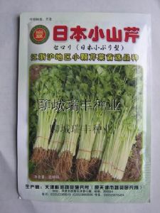 供应日本小山芹—芹菜种子