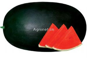 供应黑皮王—西瓜种子