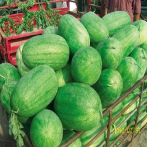 供应绿之龙—西瓜种子